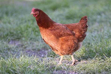 At McMurray Hatchery, we have hand-packed each order of baby chicks with care for over 100 years. . Laying chickens for sale near me